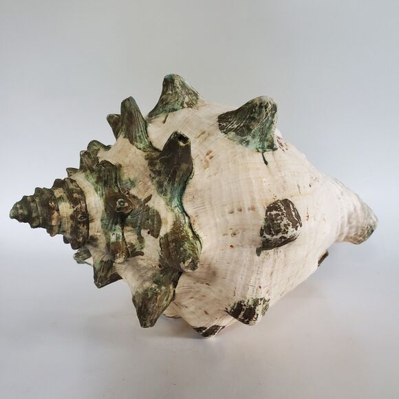 60s Lg Natural Queen Conch Seashell 12"x9"x6.5" Coral Pink Handpainted Vtg Shell - Picture 9 of 16